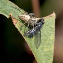 Calliphoridae (family) (Unidentified blowfly) at Molonglo Valley, ACT - 29 Mar 2021 by AlisonMilton