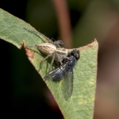 Calliphoridae (family) at Molonglo Valley, ACT - 30 Mar 2021 10:28 AM