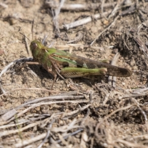 Chortoicetes terminifera at Molonglo Valley, ACT - 30 Mar 2021 10:39 AM