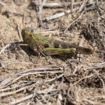 Chortoicetes terminifera (Australian Plague Locust) at Molonglo Valley, ACT - 30 Mar 2021 by AlisonMilton