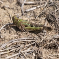Chortoicetes terminifera (Australian Plague Locust) at Molonglo Valley, ACT - 29 Mar 2021 by AlisonMilton