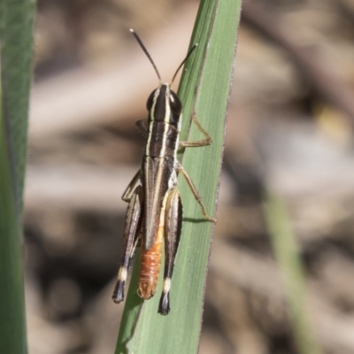 Macrotona securiformis (Inland Macrotona) at Molonglo Valley, ACT - 29 Mar 2021 by AlisonMilton