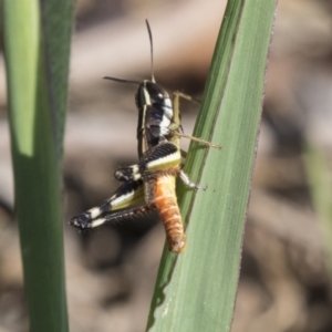 Macrotona securiformis at Molonglo Valley, ACT - 30 Mar 2021