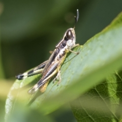 Macrotona securiformis at Molonglo Valley, ACT - 30 Mar 2021