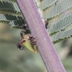 Sextius virescens (Acacia horned treehopper) at National Arboretum Woodland - 29 Mar 2021 by AlisonMilton