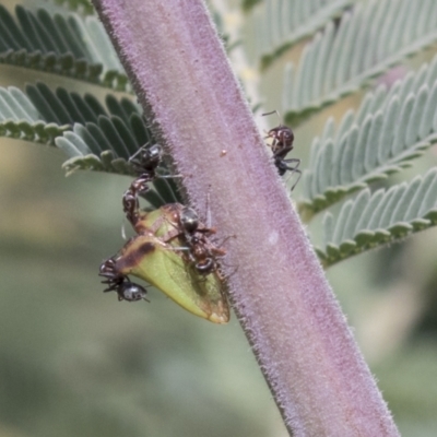 Sextius virescens (Acacia horned treehopper) at Molonglo Valley, ACT - 30 Mar 2021 by AlisonMilton