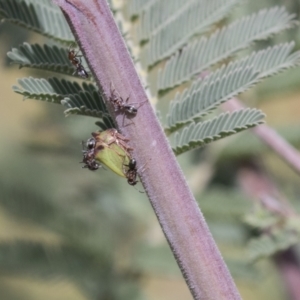 Sextius virescens at Molonglo Valley, ACT - 30 Mar 2021 10:57 AM