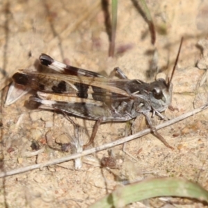 Oedaleus australis at Molonglo Valley, ACT - 30 Mar 2021 10:43 AM