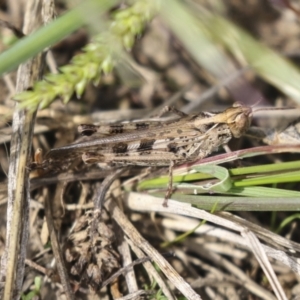 Oedaleus australis at Molonglo Valley, ACT - 30 Mar 2021 10:43 AM