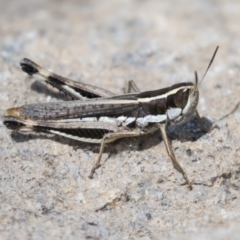 Macrotona australis (Common Macrotona Grasshopper) at Molonglo Valley, ACT - 29 Mar 2021 by AlisonMilton