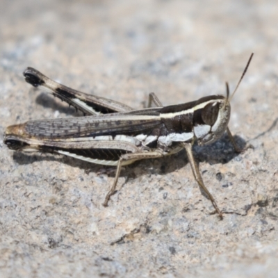 Macrotona australis (Common Macrotona Grasshopper) at National Arboretum Woodland - 29 Mar 2021 by AlisonMilton