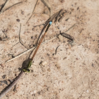 Ischnura aurora (Aurora Bluetail) at Holt, ACT - 30 Mar 2021 by AlisonMilton