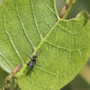 Myrmarachne luctuosa at Molonglo Valley, ACT - 30 Mar 2021