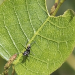Myrmarachne luctuosa (Polyrachis Ant Mimic Spider) at National Arboretum Woodland - 29 Mar 2021 by AlisonMilton