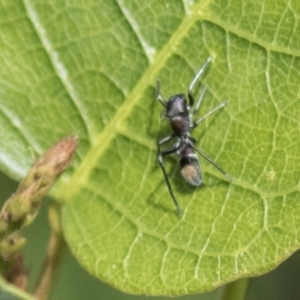 Myrmarachne luctuosa at Molonglo Valley, ACT - 30 Mar 2021