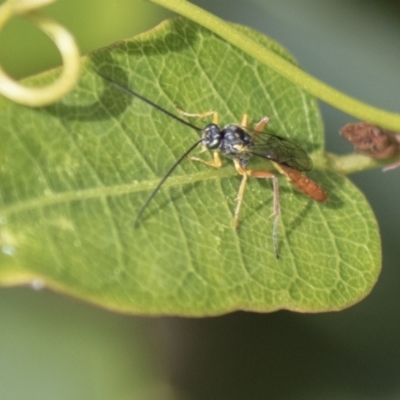 Ichneumonidae (family) (Unidentified ichneumon wasp) at National Arboretum Woodland - 29 Mar 2021 by AlisonMilton