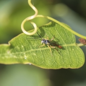 Ichneumonidae (family) at Molonglo Valley, ACT - 30 Mar 2021