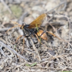 Cryptocheilus sp. (genus) (Spider wasp) at National Arboretum Woodland - 29 Mar 2021 by AlisonMilton