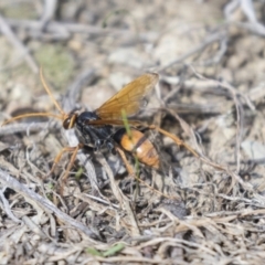 Cryptocheilus sp. (genus) at Molonglo Valley, ACT - 30 Mar 2021