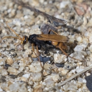 Cryptocheilus sp. (genus) at Molonglo Valley, ACT - 30 Mar 2021 10:43 AM