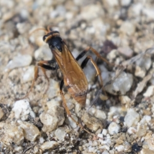 Cryptocheilus sp. (genus) at Molonglo Valley, ACT - 30 Mar 2021
