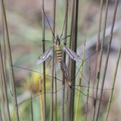 Tipulidae sp. (family) (Unidentified Crane Fly) at Molonglo Valley, ACT - 30 Mar 2021 by AlisonMilton