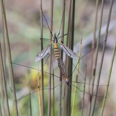 Tipulidae sp. (family) (Unidentified Crane Fly) at National Arboretum Woodland - 30 Mar 2021 by AlisonMilton