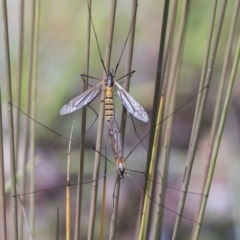 Tipulidae sp. (family) at Molonglo Valley, ACT - 30 Mar 2021