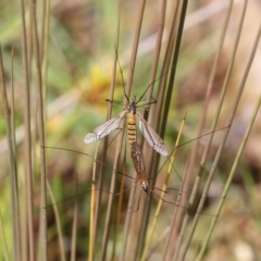 Tipulidae sp. (family) at Molonglo Valley, ACT - 30 Mar 2021