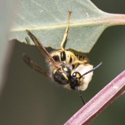 Vespula germanica (European wasp) at Holt, ACT - 30 Mar 2021 by AlisonMilton