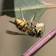 Vespula germanica at Holt, ACT - 30 Mar 2021