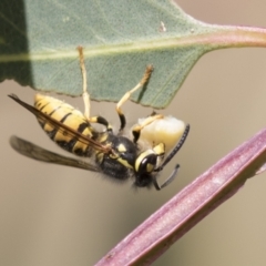 Vespula germanica at Holt, ACT - 30 Mar 2021