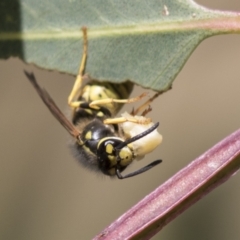 Vespula germanica at Holt, ACT - 30 Mar 2021