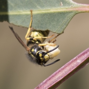 Vespula germanica at Holt, ACT - 30 Mar 2021