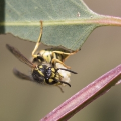 Vespula germanica at Holt, ACT - 30 Mar 2021