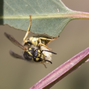 Vespula germanica at Holt, ACT - 30 Mar 2021 12:13 PM