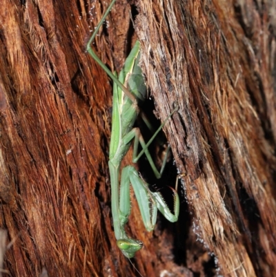 Pseudomantis albofimbriata (False garden mantis) at ANBG - 21 May 2021 by TimL