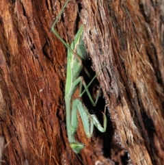 Pseudomantis albofimbriata (False garden mantis) at Acton, ACT - 21 May 2021 by TimL
