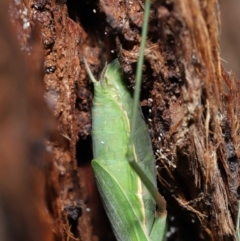 Pseudomantis albofimbriata at Acton, ACT - 21 May 2021