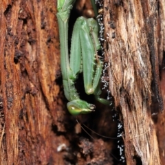 Pseudomantis albofimbriata at Acton, ACT - 21 May 2021