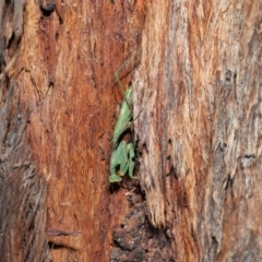 Pseudomantis albofimbriata at Acton, ACT - 21 May 2021