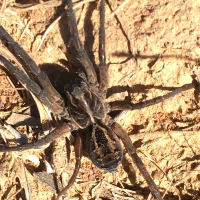 Tasmanicosa sp. (genus) (Unidentified Tasmanicosa wolf spider) at Majura, ACT - 23 May 2021 by YellowButton