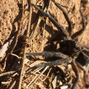 Tasmanicosa sp. (genus) at Majura, ACT - 23 May 2021 11:32 PM