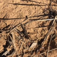 Tasmanicosa sp. (genus) at Majura, ACT - 23 May 2021