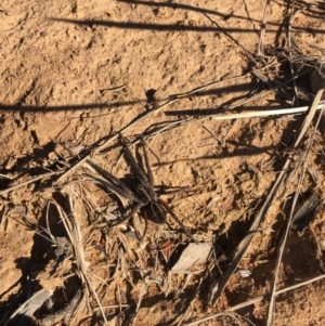 Tasmanicosa sp. (genus) at Majura, ACT - 23 May 2021