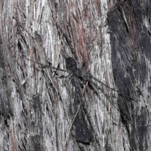 Tamopsis sp. (genus) at Acton, ACT - 18 May 2021