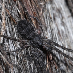 Tamopsis sp. (genus) at Acton, ACT - 18 May 2021