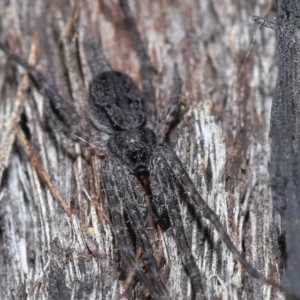 Tamopsis sp. (genus) at Acton, ACT - 18 May 2021