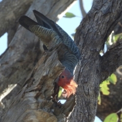 Callocephalon fimbriatum (Gang-gang Cockatoo) at Thurgoona, NSW - 23 May 2021 by WingsToWander