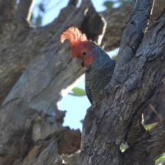 Callocephalon fimbriatum at Thurgoona, NSW - suppressed